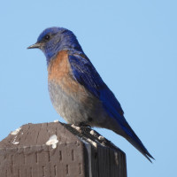 Western Bluebird